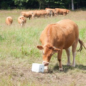 Alternative view of Animal Feed Salt