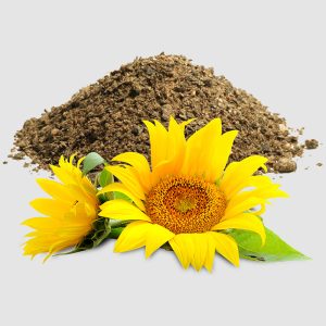 Sunflower Oilcakes